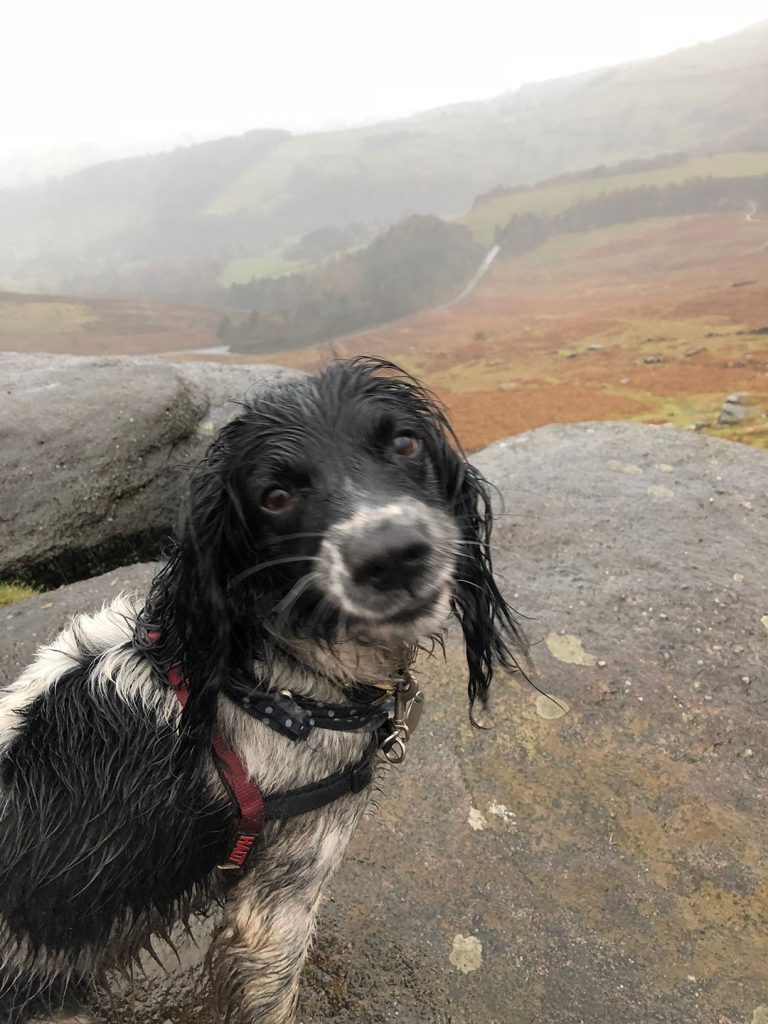 Dirty Springer Spaniel after a long run