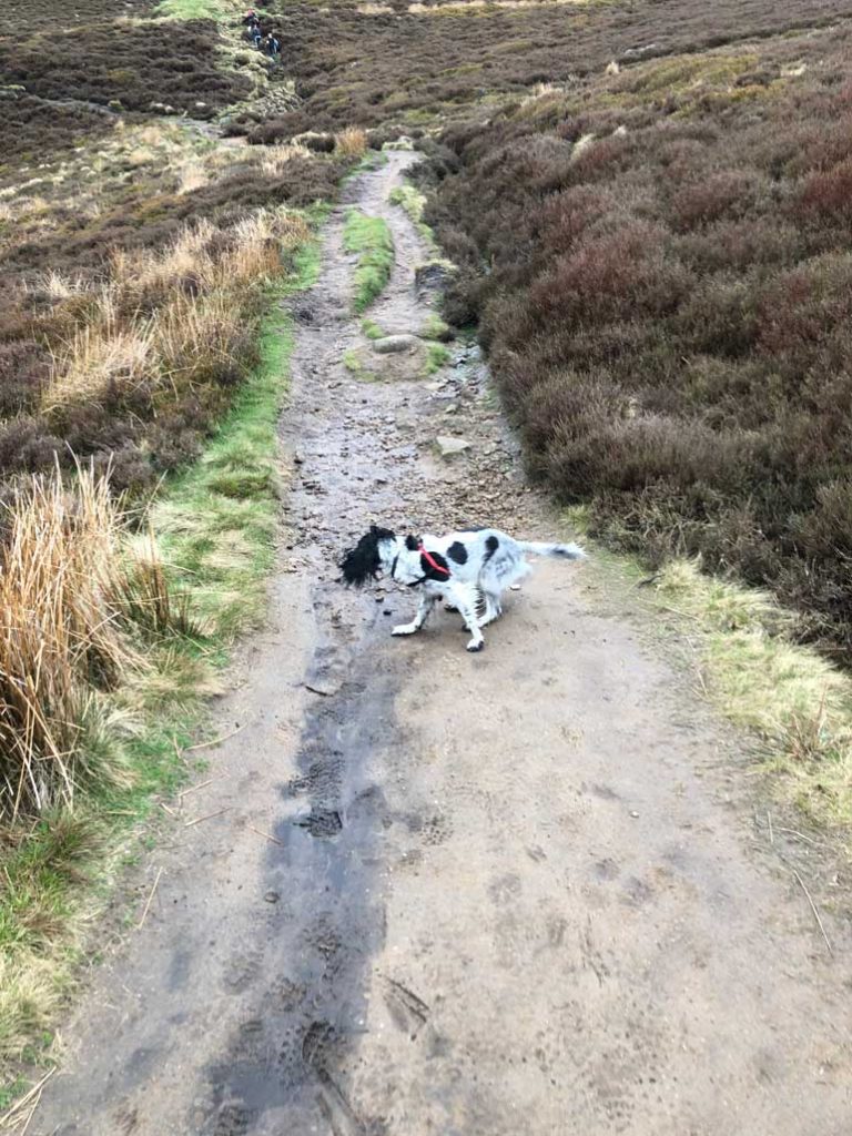 Aggie-the-spaniel-running-from-Edale-to-Win-Hill