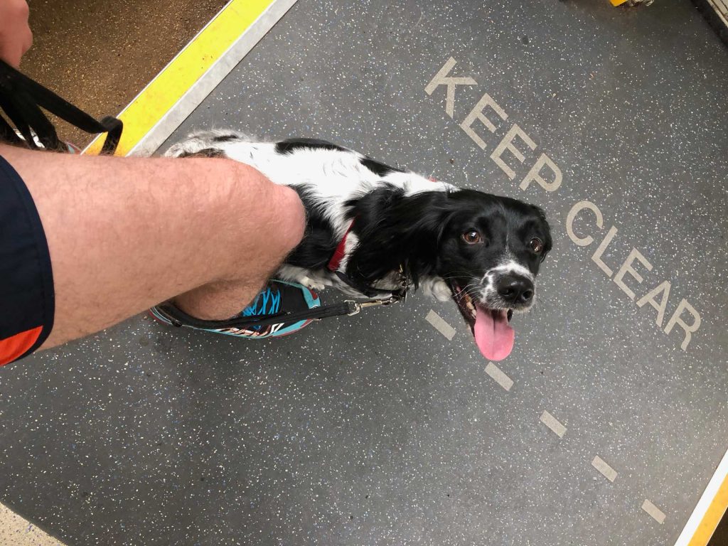 Aggie-the-springer-spaniel-on-the-train