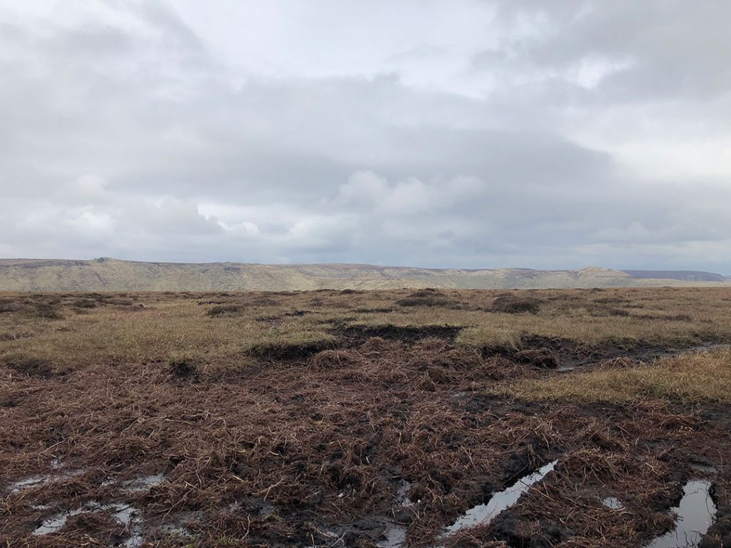The Peat bog around Brown Knoll